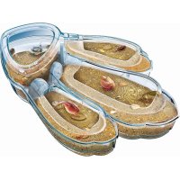 Clementoni Galileo Triops Maxi de Luxe